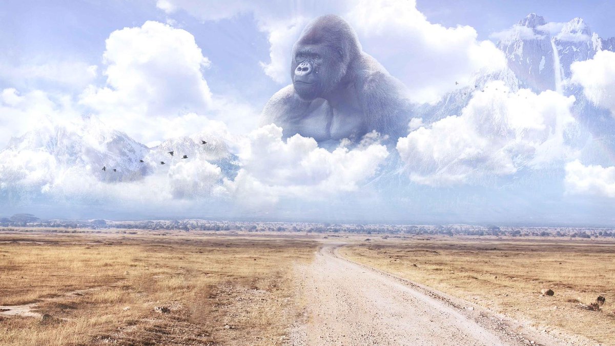 CincyProblems's tweet photo. Three years ago today, Cincinnati lost a legend. 🦍 #RIPHarambe https://t.co/In7Jcb7L5A