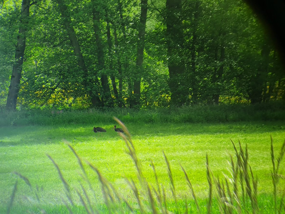 TRoeder1's tweet photo. #schwarzstorch in #Nunkirchen gesichtet. Wundervolle Tiere. https://t.co/v1AtIQA1sW