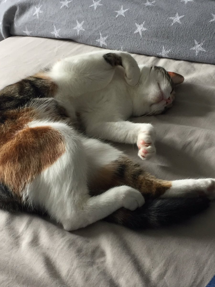 Joanne balcomb tweet media