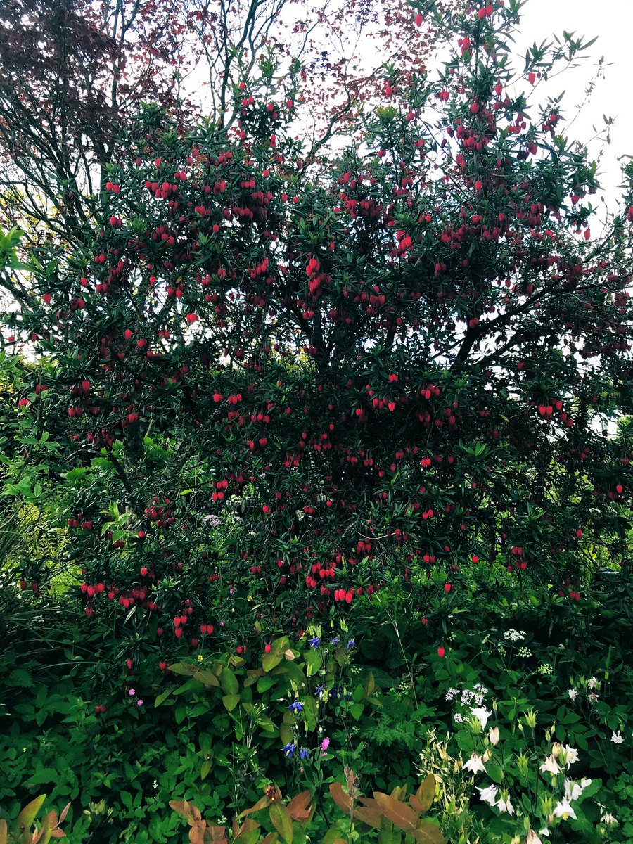 CathDuggins's tweet photo. ❤️ #ChileanLanternTree (#Crinodendronhookerianum)looking stunning ☺️today, even on a part shady afternoon! #Crinodendron #LanternTree #GardenColour https://t.co/DpAfSdjveM