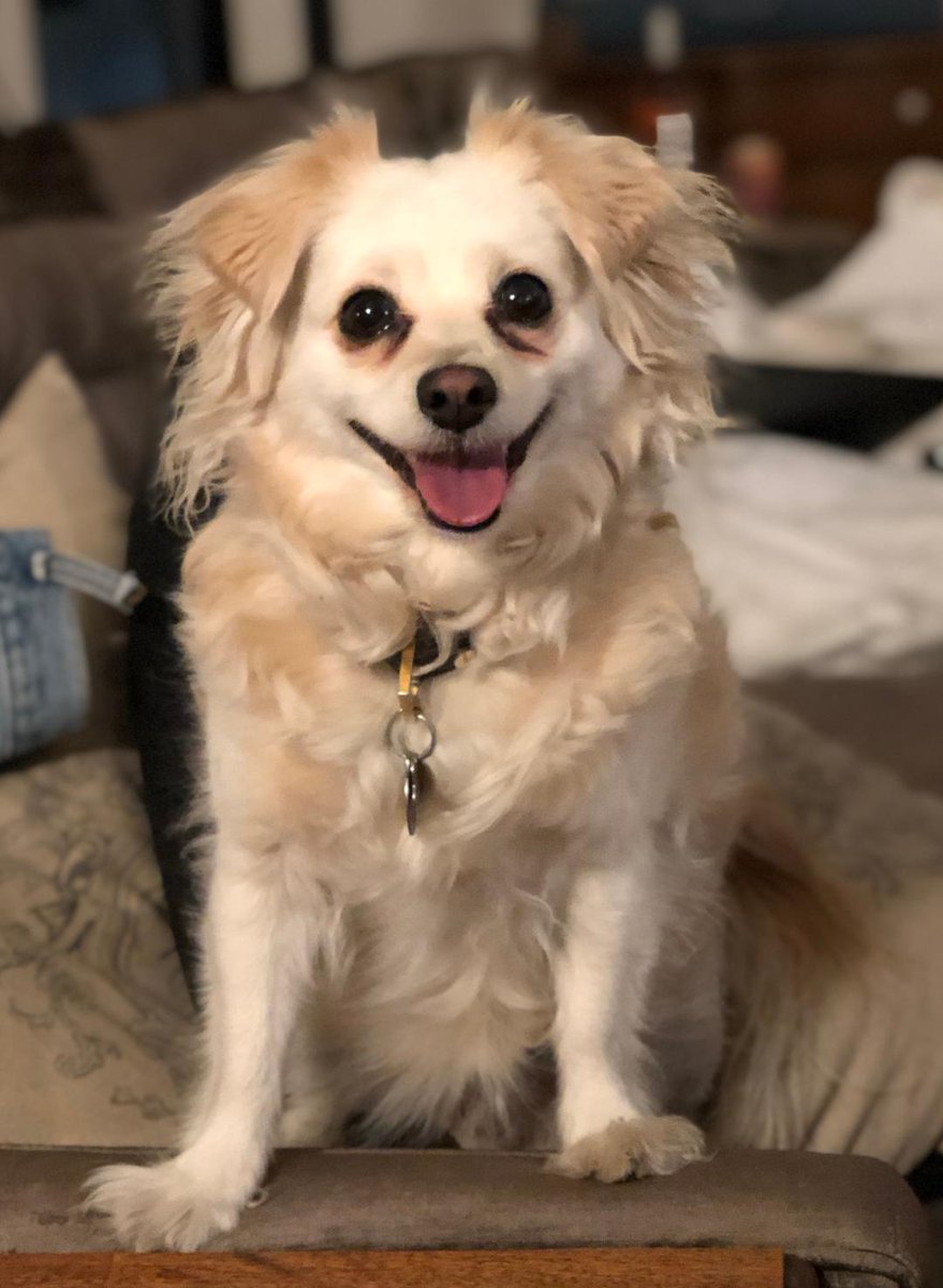 May The 28th Of November 2012 Be The Birth Date Of Benign Canine So Fine Millie The Magnificent