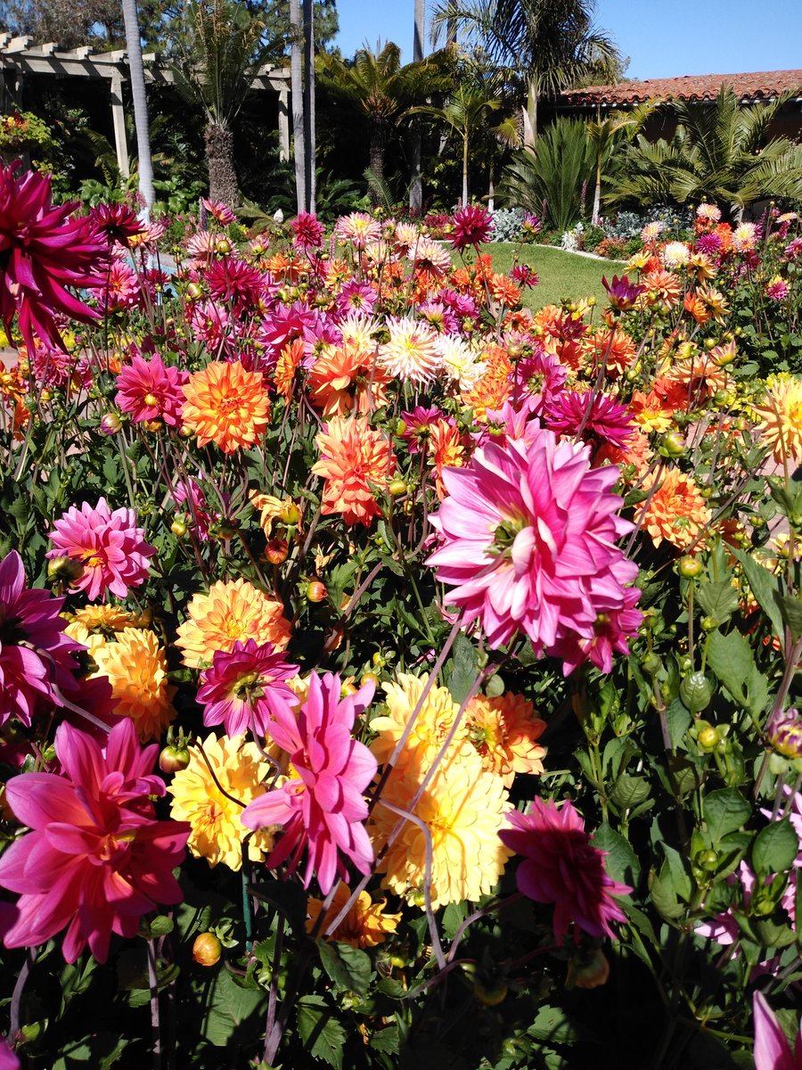 Dahlias as far as the eye can see!