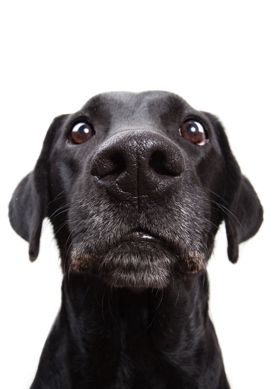 NaturalNutmeg's tweet photo. For the lil' furry friends in our lives: https://t.co/z16DNXbktO
#PetHealth #HolisticHealth https://t.co/ISziRE4NFS
