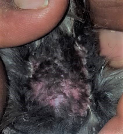 SeabirdEcology's tweet photo. Exciting finding! Yesterday, we mistnetted the (AFAIK) 1st Swinhoe's #stormpetrel (#Hydrobates monorhis) in Cape Verde at Cima islet #CaboVerde. No vascularised brood patch. 📸Nadito Barbosa &amp; Ivandra Gomes @projecto_vito @IRBioUB @TeMilitao #seabirds https://t.co/WPP0FNTRu3