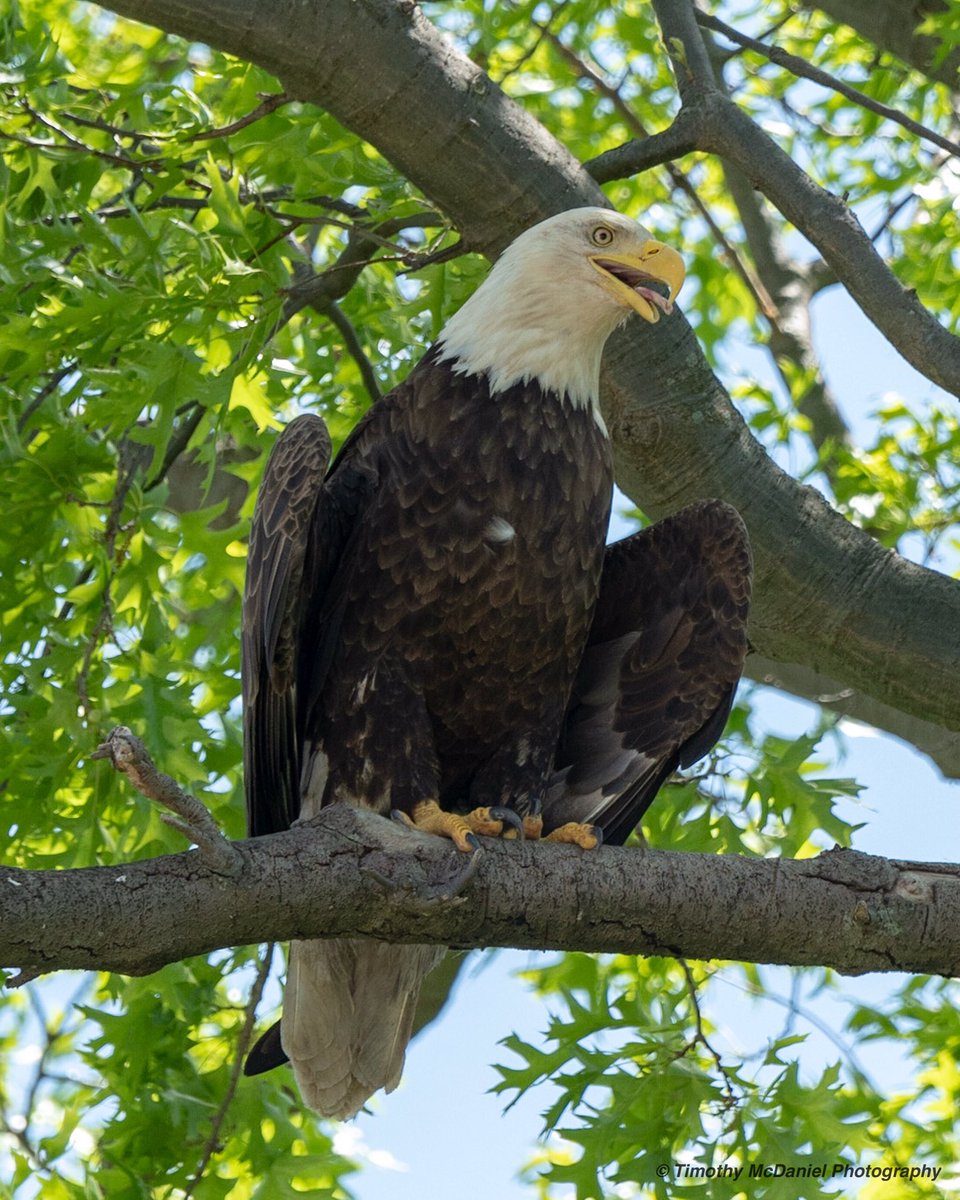 Female Bald Eagle perched near her nest.  Shot with my Nikon D500 and Tamron SP 150-600 g2 Lens.  #nikond500 #nikon #nikonnofilter #tamron #withmytamron #tamron150600mm #baldeagle #eagle #nature #naturephotography #photooftheday #tamronusa #bird #birdingphotography