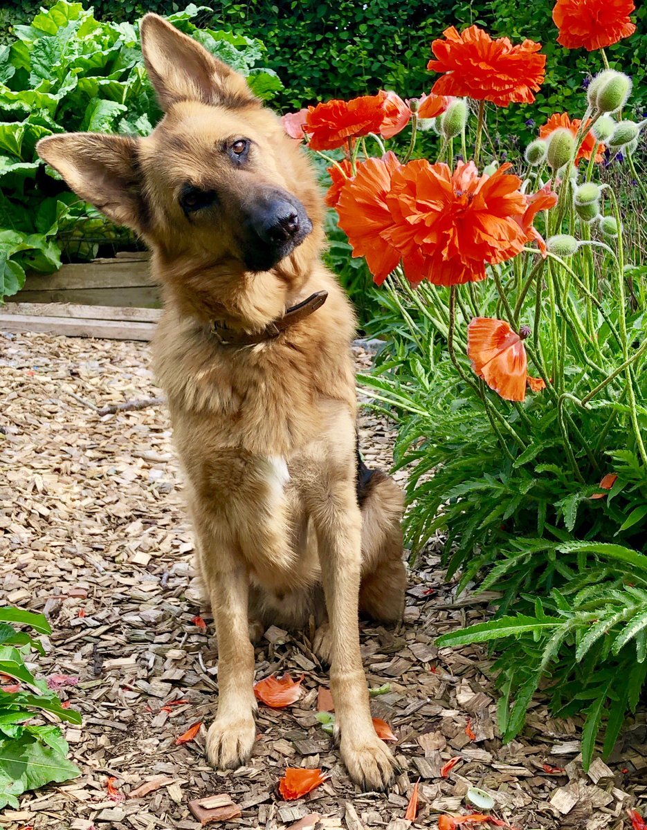 Oldburkie's tweet image. Pretty tilting Kush