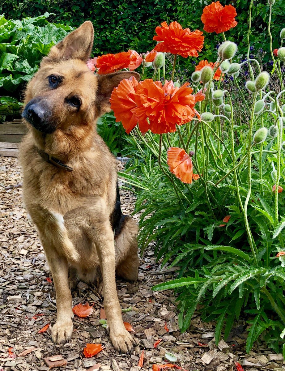 Oldburkie's tweet image. Pretty tilting Kush