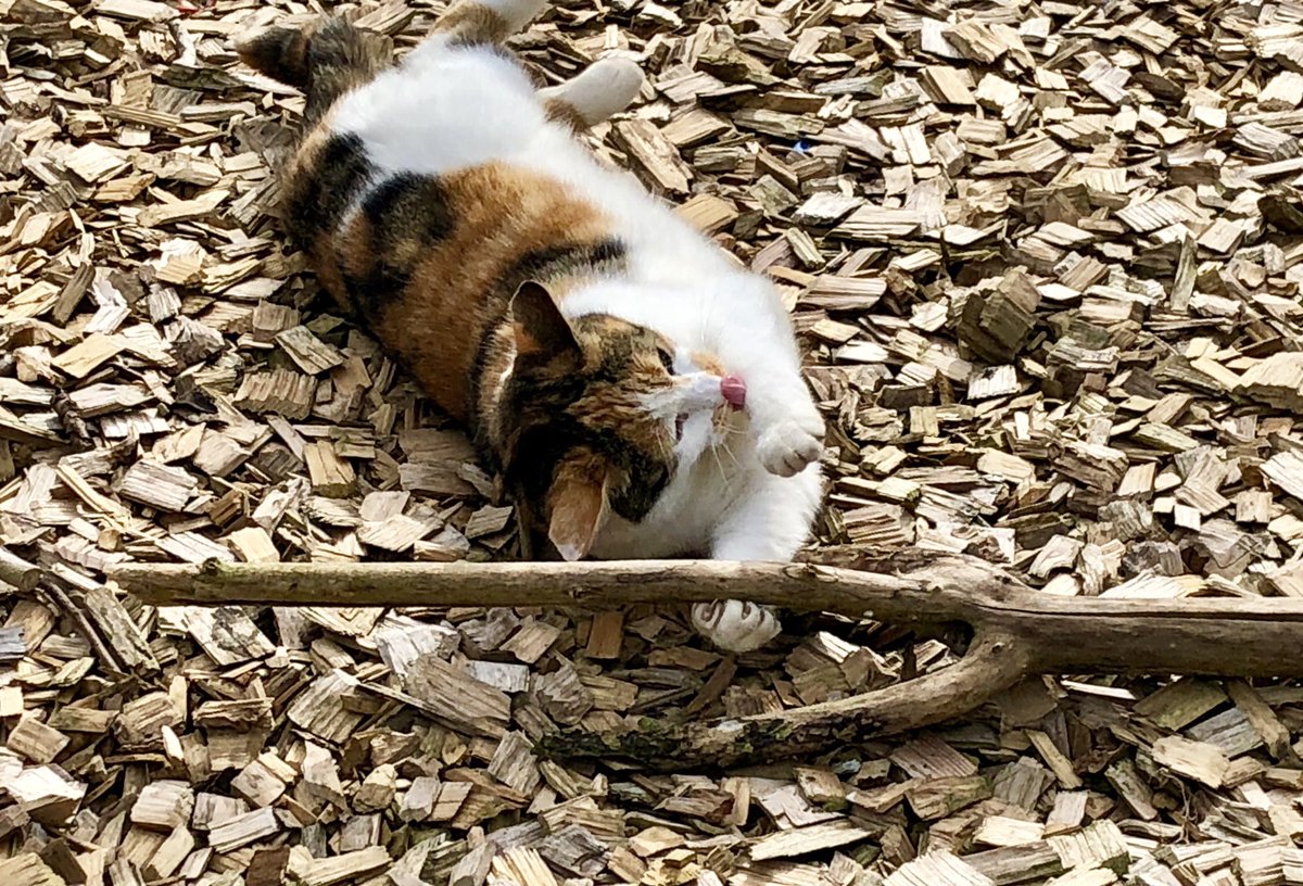 Oldburkie's tweet image. Annie pretending to be a dog.