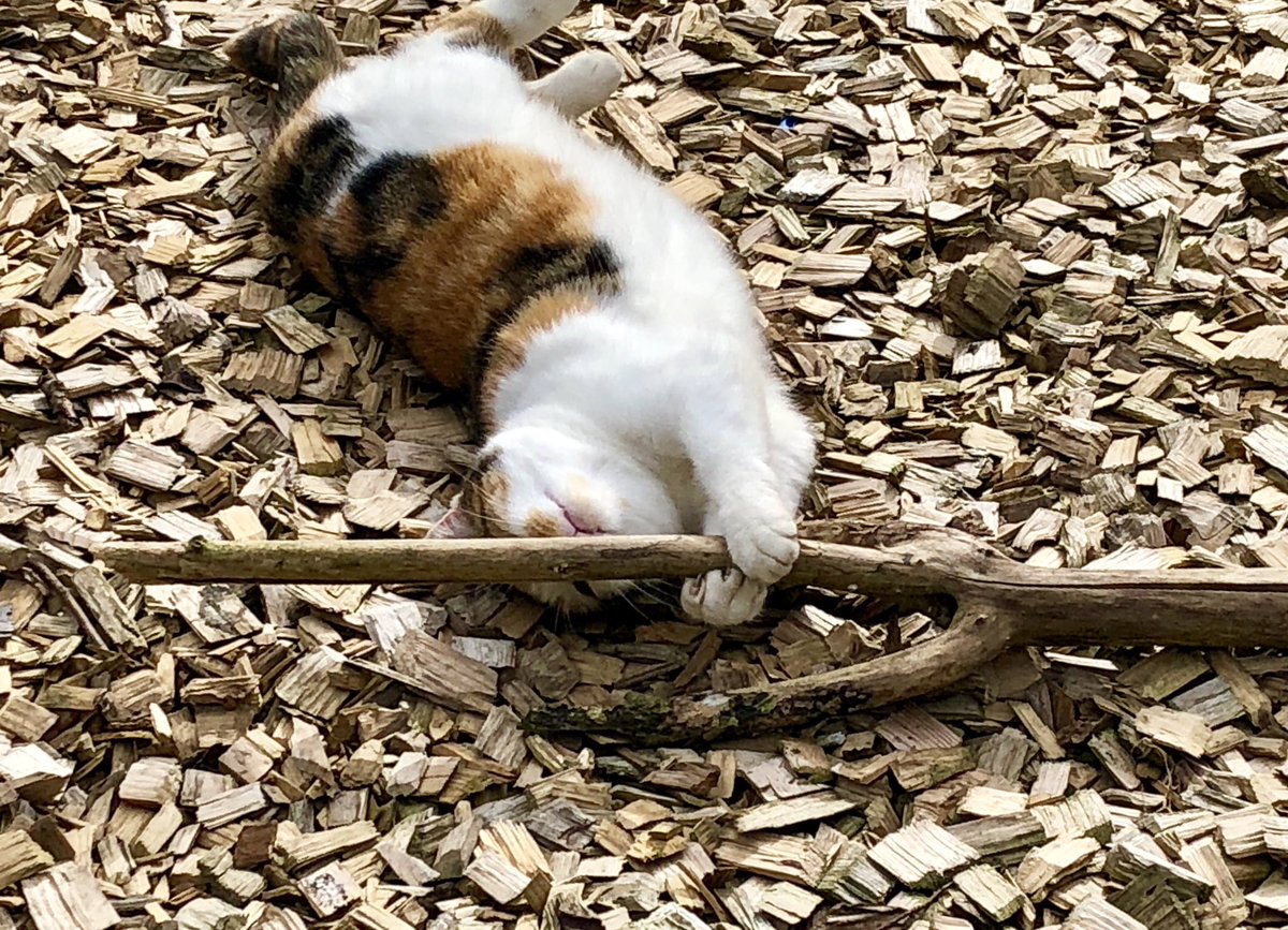 Oldburkie's tweet image. Annie pretending to be a dog.