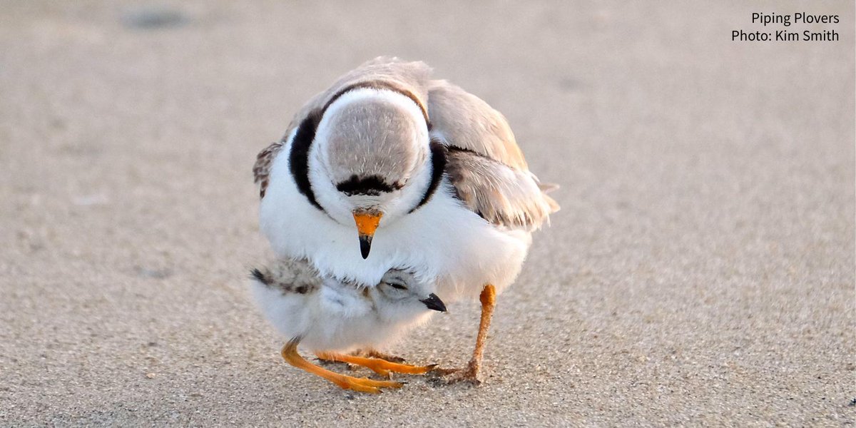 audubonsociety's tweet photo. After a family of Piping Plovers were forced to nest in a parking lot, a Massachusetts city has made its beach safer for shorebirds. https://t.co/2XRook2WEt https://t.co/8JbMcYma6d