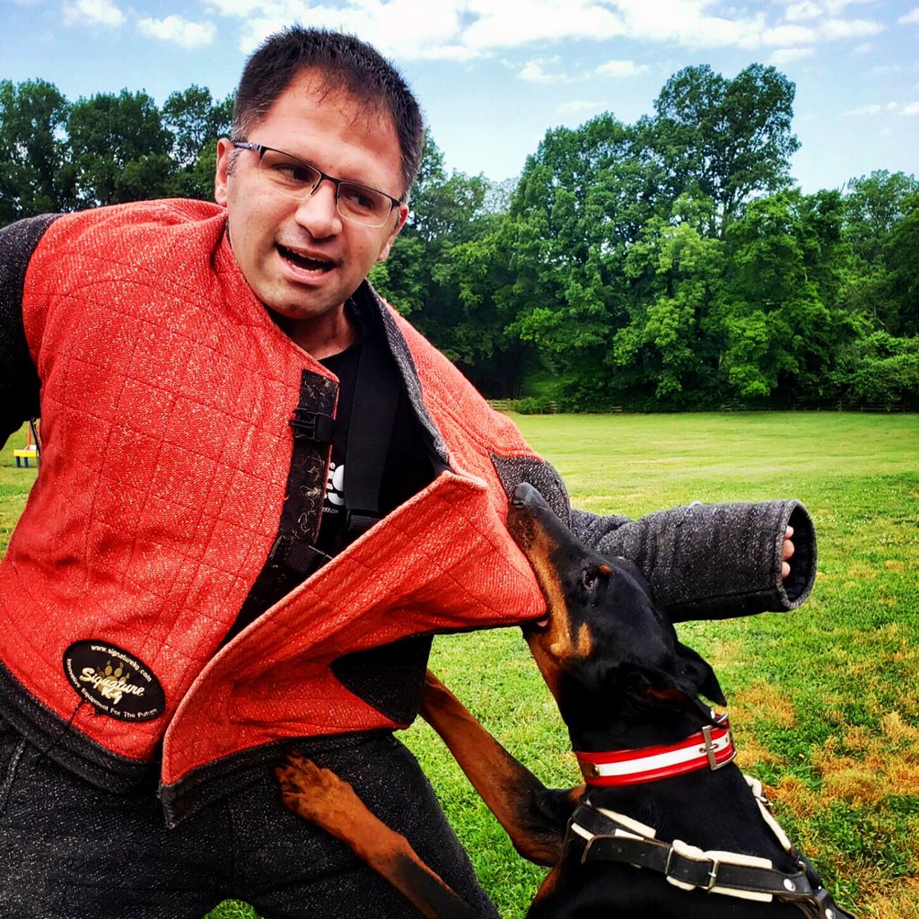 Rip that suit off, Cairo!

#elitedogs #bettertrainers #betterresults #obediencetraining #agilitytraining #doberman #protection #policek9 #sheriffk9 #bitework #dobermann #nashvillek9