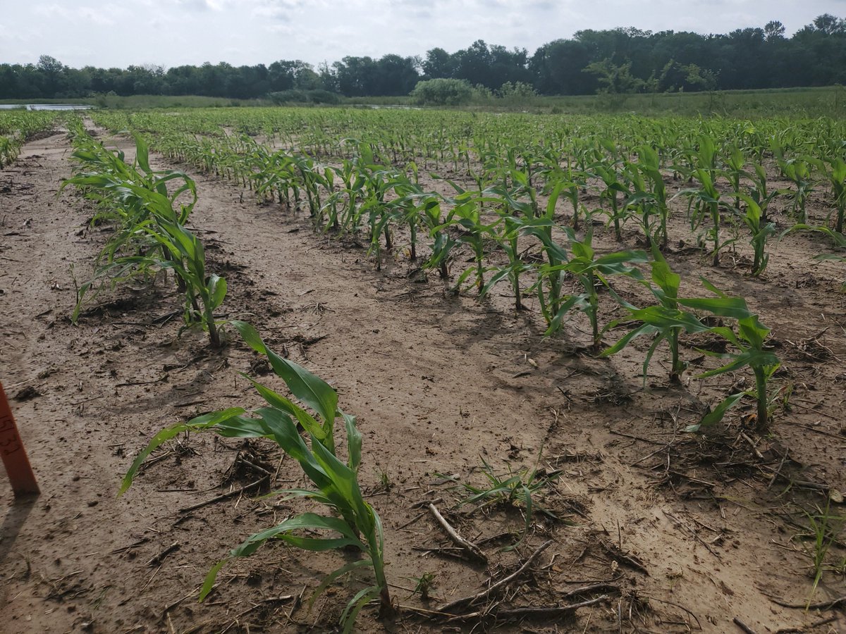 ProAgVentures's tweet photo. Test plot update! If your interested in a viewing or have any questions about seed or chemical give us a call. If you haven't spoken for or are looking to transfer from planting corn to soybeans we have you covered with Extend and Liberty varieties. Give us a call at 417-843-6575 https://t.co/5XLgz56Xyl