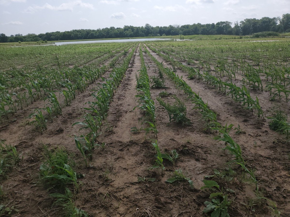 Test plot update! If your interested in a viewing or have any questions about seed or chemical give us a call. If you haven't spoken for or are looking to transfer from planting corn to soybeans we have you covered with Extend and Liberty varieties. Give us a call at 417-843-6575