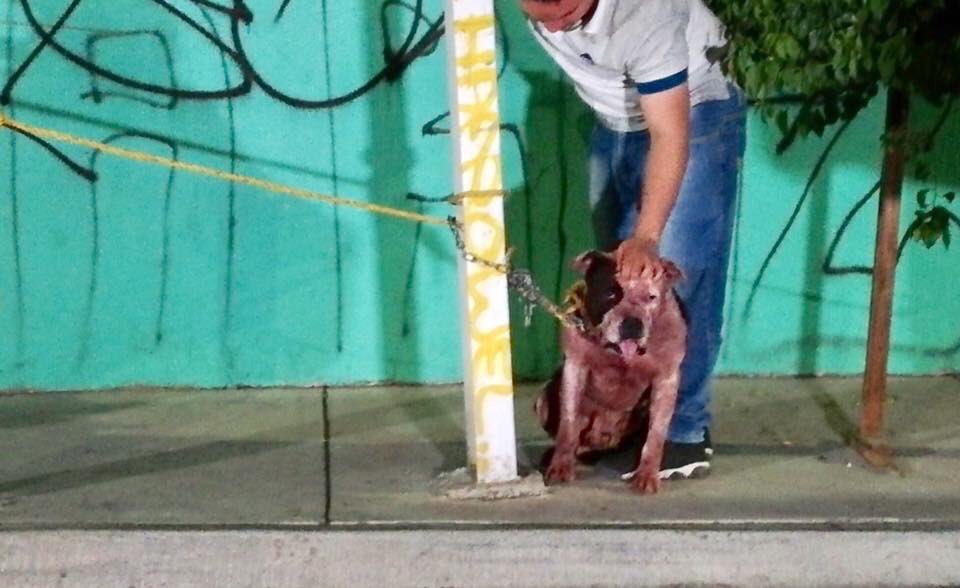 JaliscoRojo's tweet photo. #TodosSomosPirata 

Copia y publica este tweet si quieres a #PirataLibre el perrito #Pitbull que está a disposición de @FiscaliaJal por dar muerte a un sujeto que se brincó a su casa a robar, si #Elpirata no se hubiera defendido tal vez no estaría preso estaría muerto. https://t.co/83OPOMlSnV