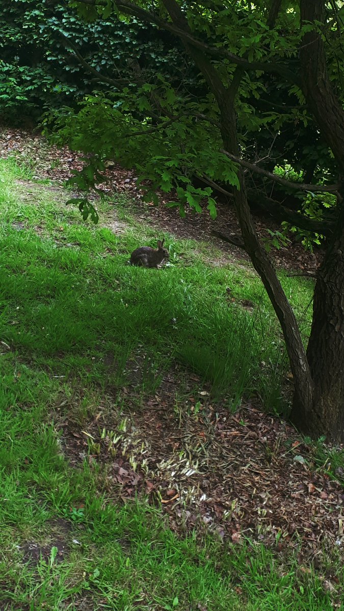 crrobinson_'s tweet photo. lil walk today ft bunny https://t.co/jCvpOYEBsG