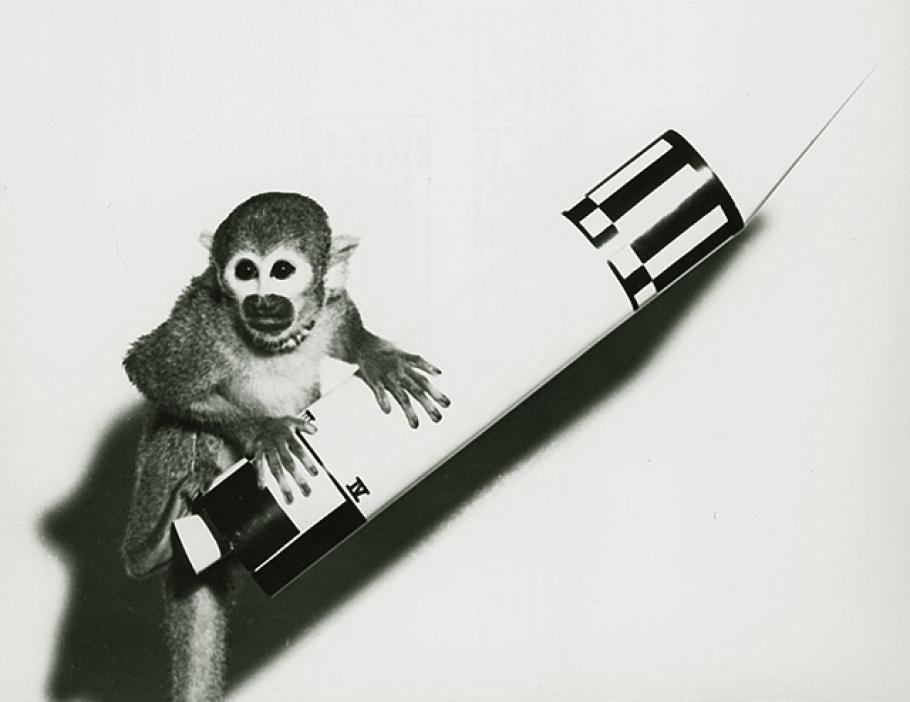 airandspace's tweet image. 60 years ago today, Baker the squirrel monkey and Able the rhesus monkey were launched into space on a Jupiter rocket on a sub-orbital flight. Both monkeys survived the flight: s.si.edu/2JwJWRF #IdeasThatDefy