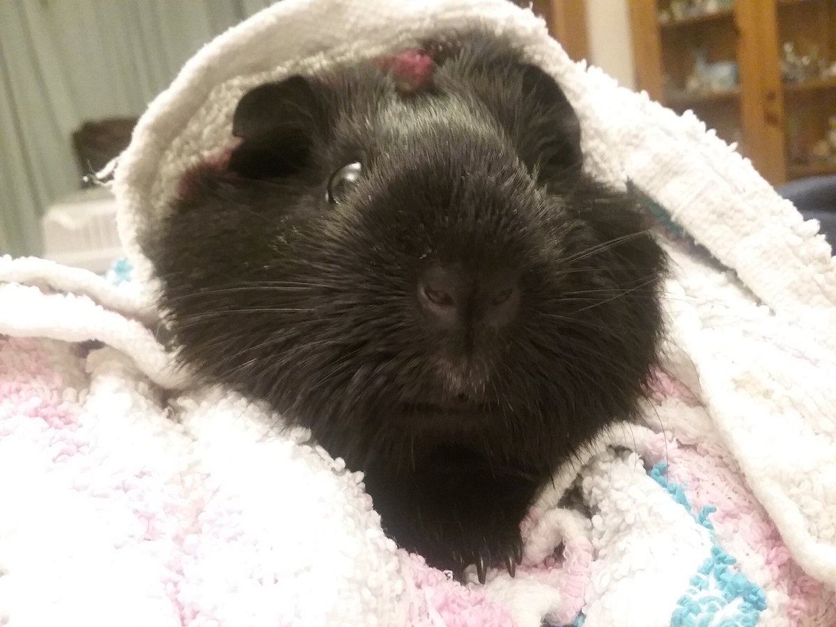 DailyGuineaLips's tweet photo. When blanket is life 💖 

Pic sent by @SunshineLady199 #guineapig #cavy #guineapiglips https://t.co/r9HIZ0Ukw4