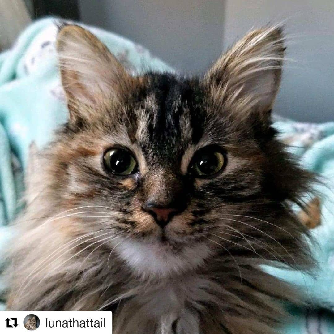 4 months ago we braved a snow storm to adopt this fluff ball from <a href="/IndyHumane/">IndyHumane</a> and now she has her own Instagram account @lunathattail (instagram.com/lunathattail/). They grow up so fast!