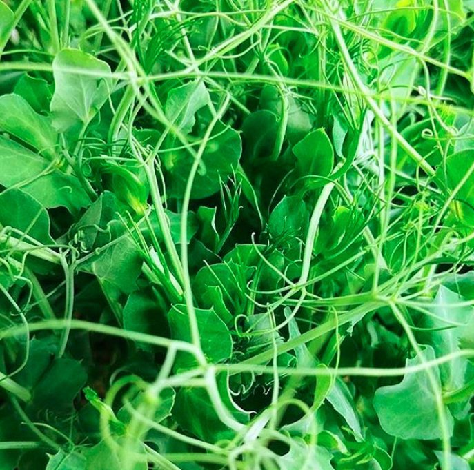 We’d get tangled up in these #UrbanCultivator-grown sweet pea #microgreens any day 😍 #micros