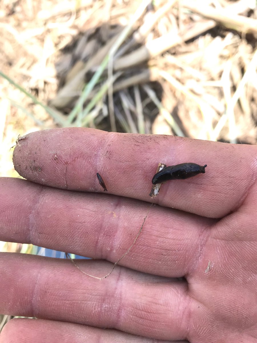 2 generations in corn stalks with cereal rye. There were small ones hatched out in almost every root ball. Hope this doesn’t end up like slug fest 2017!!