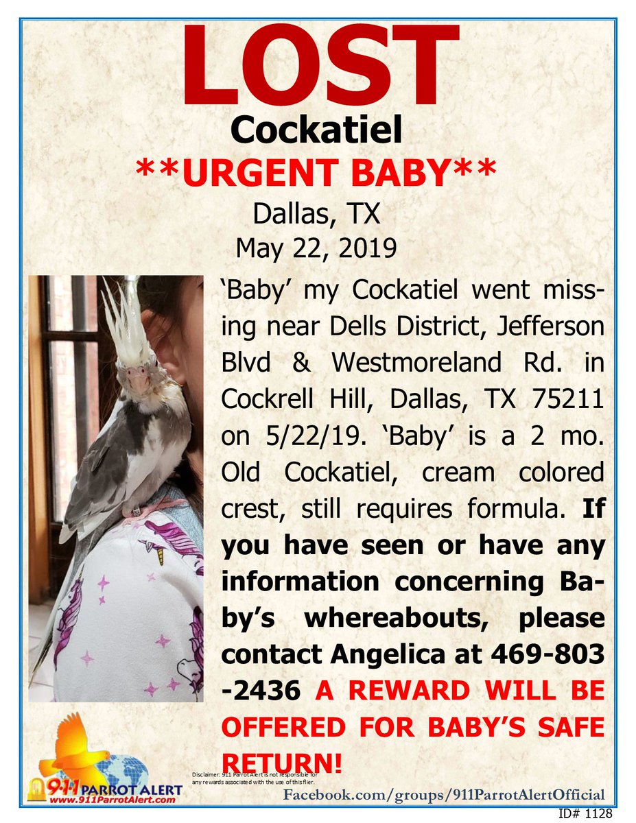 911ParrotAlert's tweet photo. URGENT! LOST- BABY COCKATIEL (HANDFEEDING), 'Baby', COCKRELL HILL, DALLAS, TX 75211

FB Post: https://t.co/qHDEnPz68Q

#911ParrotAlert #lostbird #lostparrot #lostcockatiel #lostbirdTX #lostparrotTX #lostcockatielTX #CockrellHill #Dallas #TX #Texas https://t.co/7Nr7jqwXjA