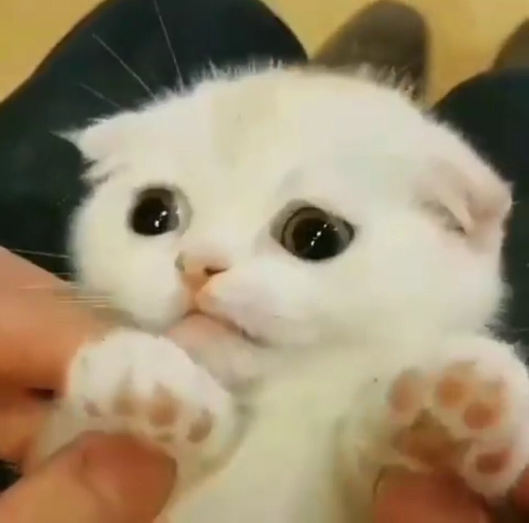 — 🔥 REMINDER THAT THIS PICTURE OF A CAT IS CERBERUS’ ( joke ) FORM DHDKDND