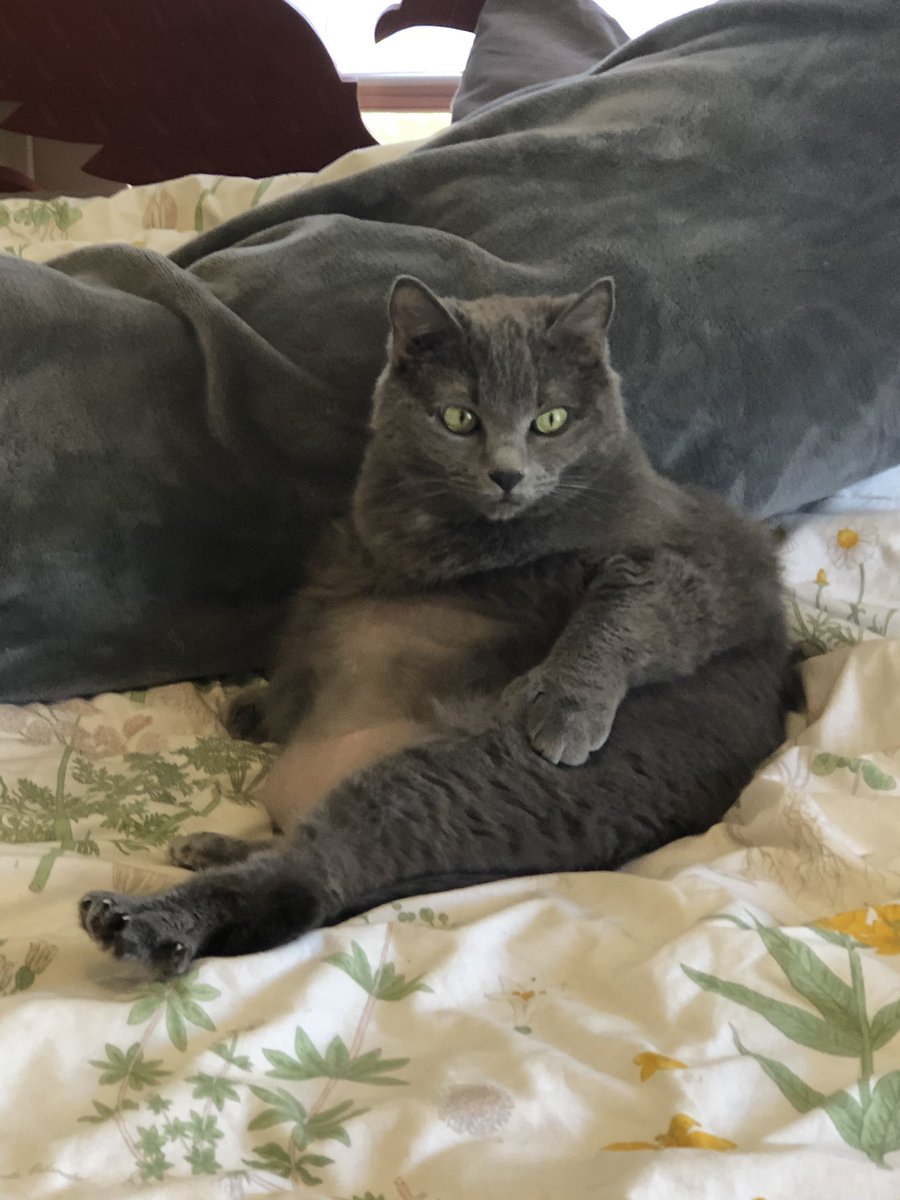 trashsquirrel's tweet photo. Can someone explain to my how my cat looks like a turkey leg https://t.co/0aBf4bSp0Z