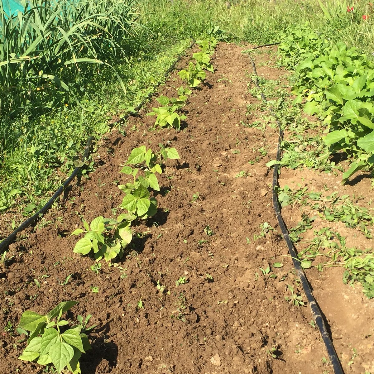 Els horts de Puigvert tweet media