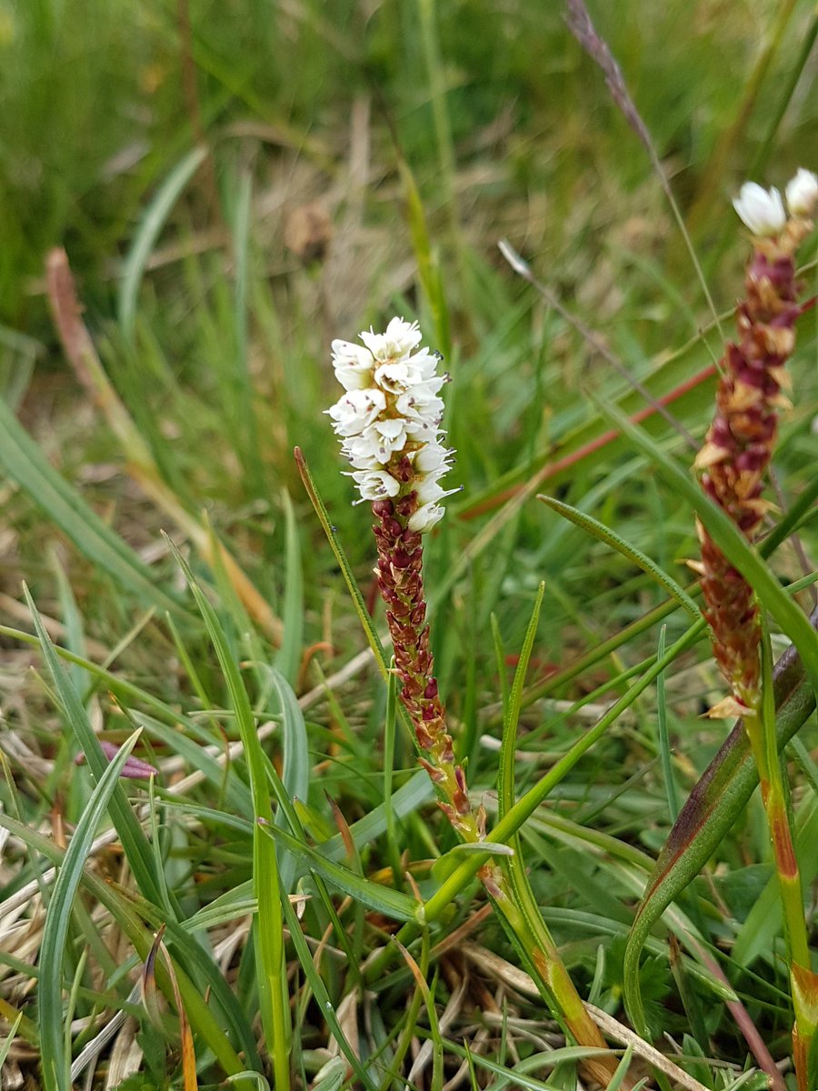 Early purple orchids and Bird's eye primrose were the focus of today's guided walk <a href="/IngleboroughNNR/">Ingleborough NNR</a> and our Brae pasture reserve but we saw plenty more including Alpine bistort