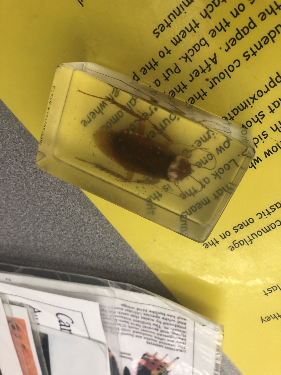 Kinder_102's tweet photo. We had such an amazing time exploring different bugs and insects during our @Sci_in_School visit! So much fun learning happening! @AngelaMericiDP https://t.co/afQpOIlk4e
