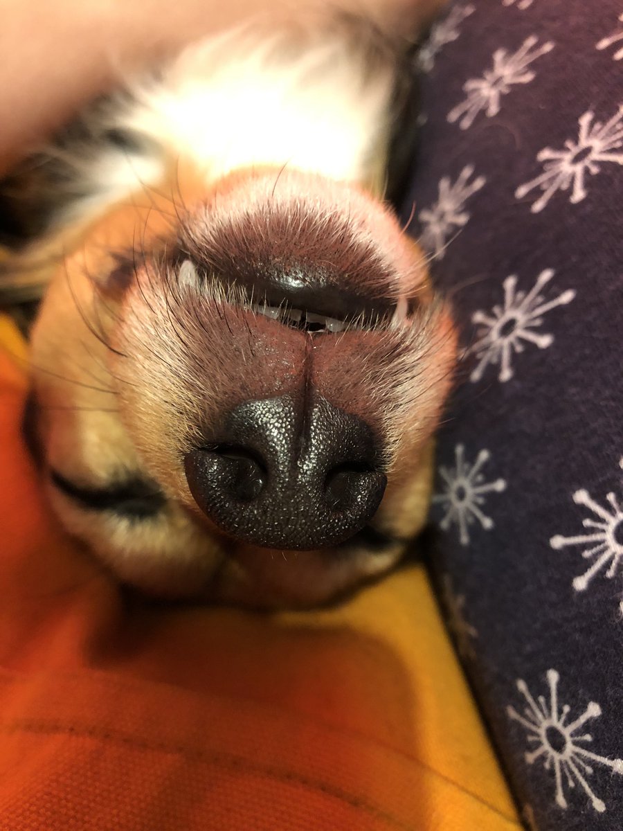 JTPember's tweet image. One of my favourite #dogfuriendly places has to be @pieminister 😊
Pies and dogs, what more can you want 😍
Pic of my pooch after too many pies 😂
#dogfriendlyhour