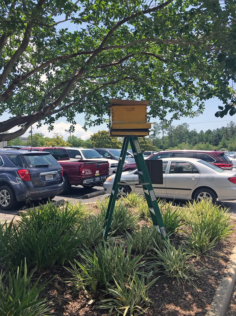 SpringhillMC's tweet photo. We have many visitors to our hospital, but some recent ones required special attention. A beehive had formed near our Outpatient Surgery Center. Local beekeeper Ken Wilkinson safely moved the hive. Thank you Ken! (And thanks to Cameron for the photos!) #beepatient https://t.co/TdRy4XIGHC