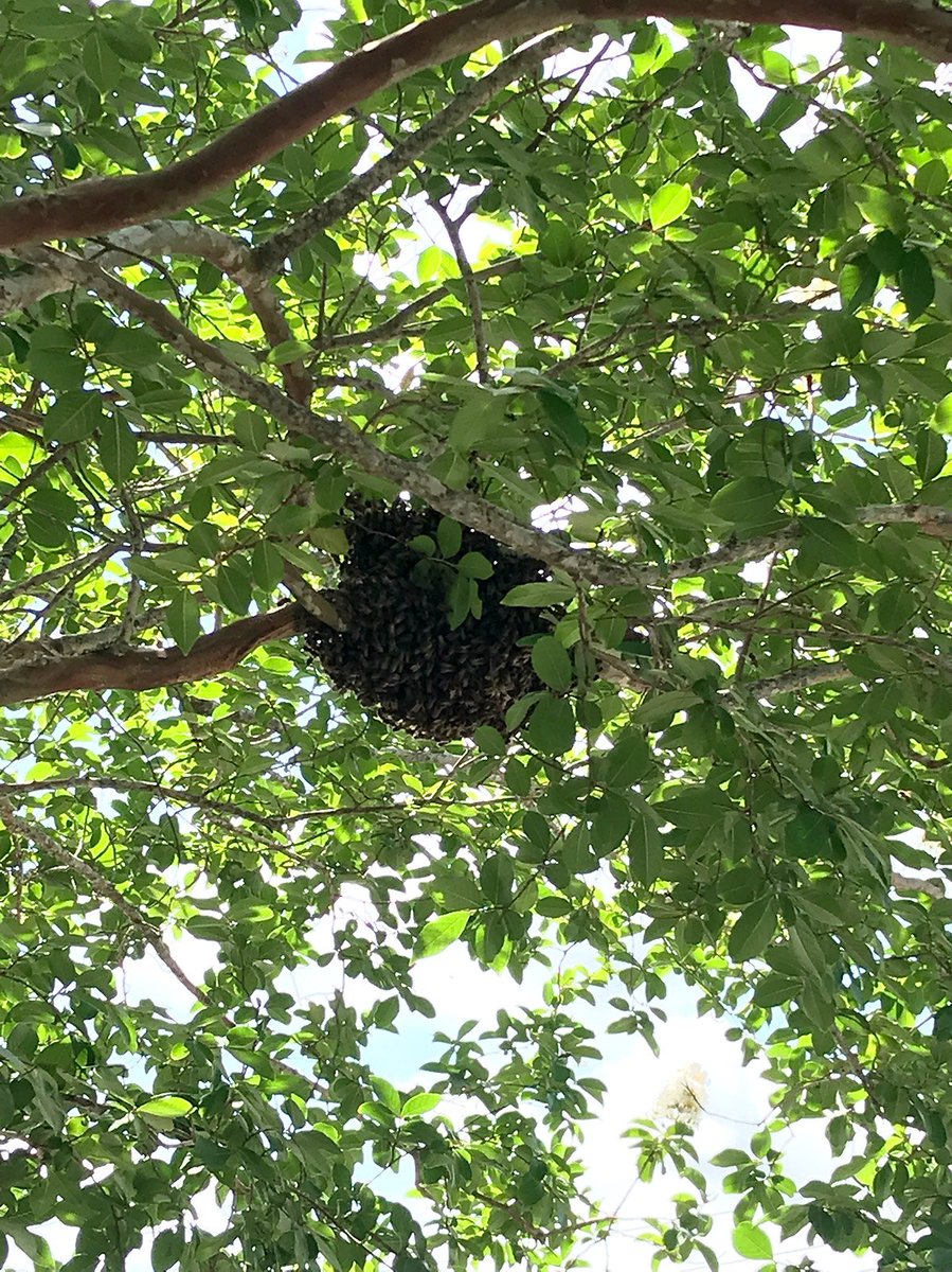 SpringhillMC's tweet photo. We have many visitors to our hospital, but some recent ones required special attention. A beehive had formed near our Outpatient Surgery Center. Local beekeeper Ken Wilkinson safely moved the hive. Thank you Ken! (And thanks to Cameron for the photos!) #beepatient https://t.co/TdRy4XIGHC