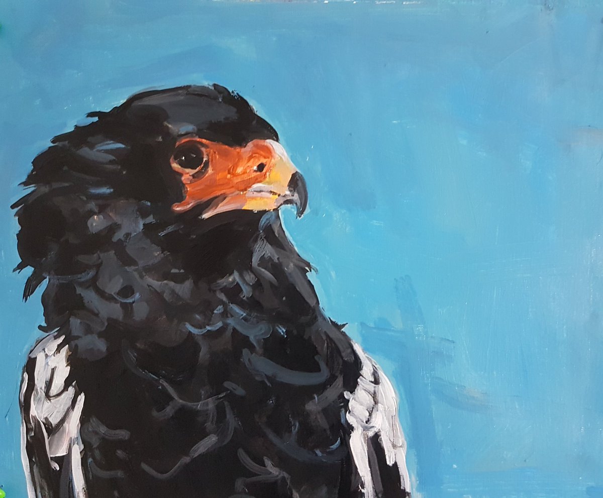 Kaye_Maahs's tweet photo. #JonSnow wasn't having any of me painting his portrait but Batty the #bateauler #Eagles was very accommodating π #big #thanks #all #burrenbirdsofprey @aillwee @BurrenGeopark for allowing me to do what l love most #Paint #egenweek2019 #irishart #Clare #birds #WildAtlanticWay https://t.co/vuXef1g6mr