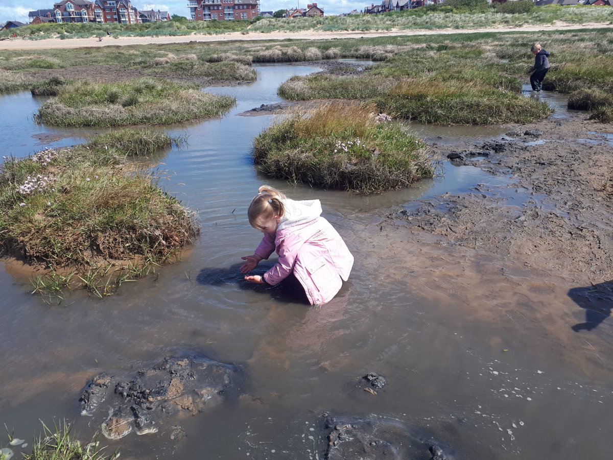 LivingSeasNW's tweet photo. Today we were #MudDipping in St Anne's. We had 101 helpers who found baby flatfish, crabs, ragworm, shrimp, snails and an unexpected guest.. a hedgehog!
We hope you all had as much fun as we did! #MuddyMarvelous #TeemingWithLife
@Lancswildlife @FyldeSandDunes @fyldecouncil https://t.co/yUB1zaLBdk