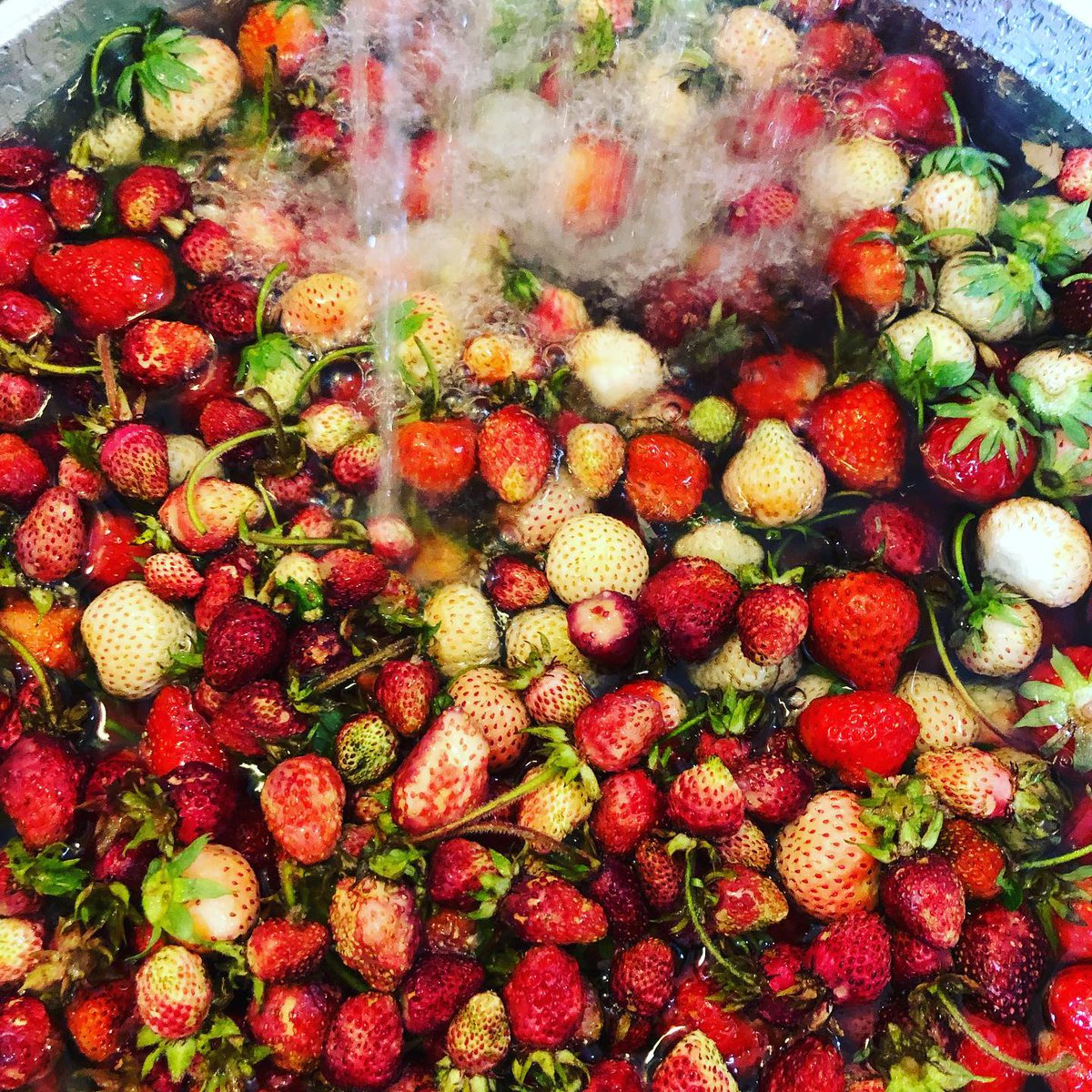rareseeds's tweet photo. An assortment of heirloom strawberry varieties are ripe in our garden! https://t.co/gEaPzzBOvp