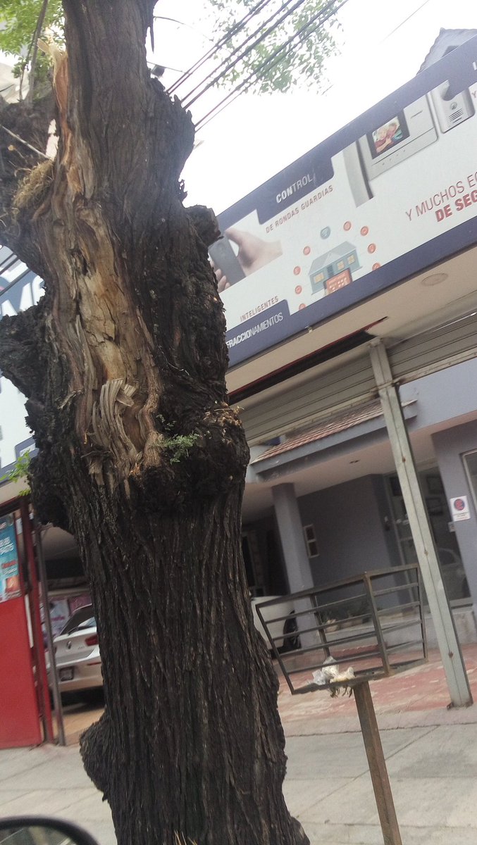 mauriciotiger's tweet photo. Y siguen #Talando para dar lugar a la publicidad en #JaimeNuno o Mariano Escobedo. Frente a #ProteccionCivil por un #LeonSeco #CulturaLeonesa #VaqueVa @hlsantillana @ambiente_leon @milenio_leon @Dr_FranzEsp @viadirectaleon https://t.co/XmlZ7QcsD2
