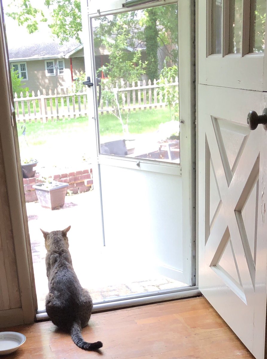 futurewriter13's tweet photo. Shadow the cat, where have you gone?
I miss you when you leave for so long!
Shadow the cat, I know you’re not rude,
But sometimes I wonder if you only come for food!
#shadowstories #shadowtails #cat #catstagram #shadowsongs #modernmelodies #modernrhymes #newnurseryrhymes
2/2 https://t.co/HEzrdwfhm7
