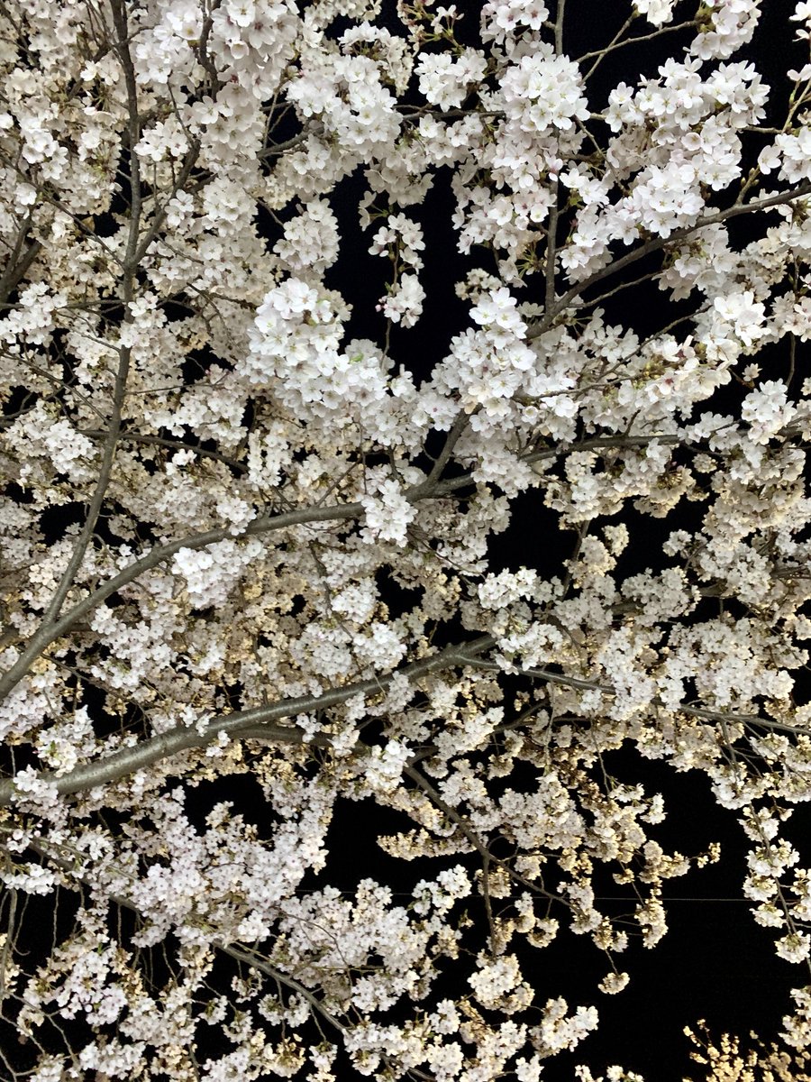 jm_jinn's tweet photo. #task9 #GBTWiriting 
Flowers would never be beautiful unless they fall off someday. Youth is the flower. Shiny, beautiful, attractive but will eventually fall off. Please don’t spend the time in vain and be confident about yourself! you are already the flower for someone. https://t.co/Kk3oXtupqG