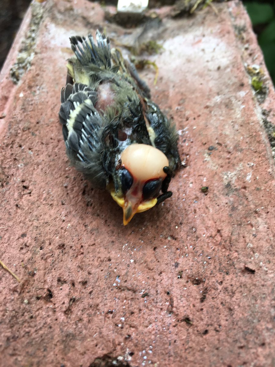 St Andrews Nestboxes tweet media