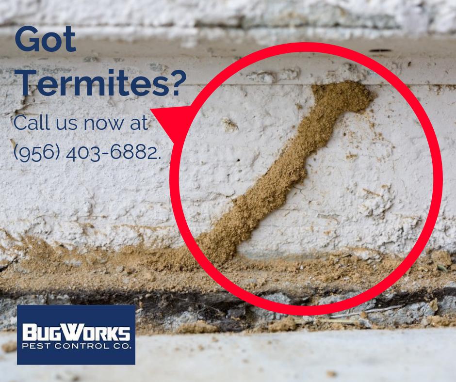 BugWorksRGV's tweet image. Don't let your home go unprotected. We want to help protect your investment. Request a QUOTE for termite control service.

bugworksrgv.com