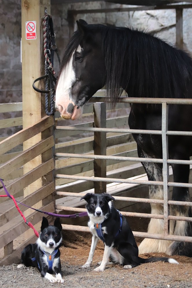 Meeting a very big horsey called Merlin at Hay Farm Heavy Horses ❤️

@infomhha @DogFuriendly #dogsandhorses #heavyhorses #clydesdales #dogsoftwitter #dogfriendly #dogswelcome