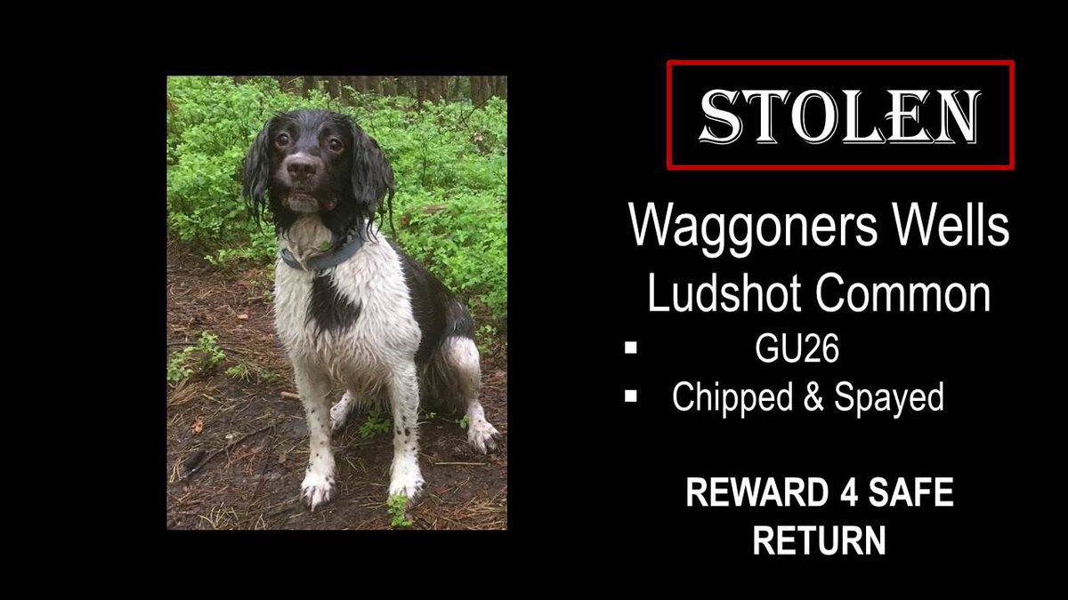 MolliePug's tweet photo. Facebook Page-STOLEN INDIE๐๐ Female Spaniel Indie From Hindhead Missing since 3/10/18๐HAVE YOU SEEN INDIE PLEASE?๐#findIndie @rosieDoc2 @gelert01 @BlueFrenchie1 @RachaelB100 @suedaycam @jaynecellison @LizJ_T @Eloquencealways @thedogfinder @BrendaBlethyn @KarenFi51820768 https://t.co/WYH5olN67H