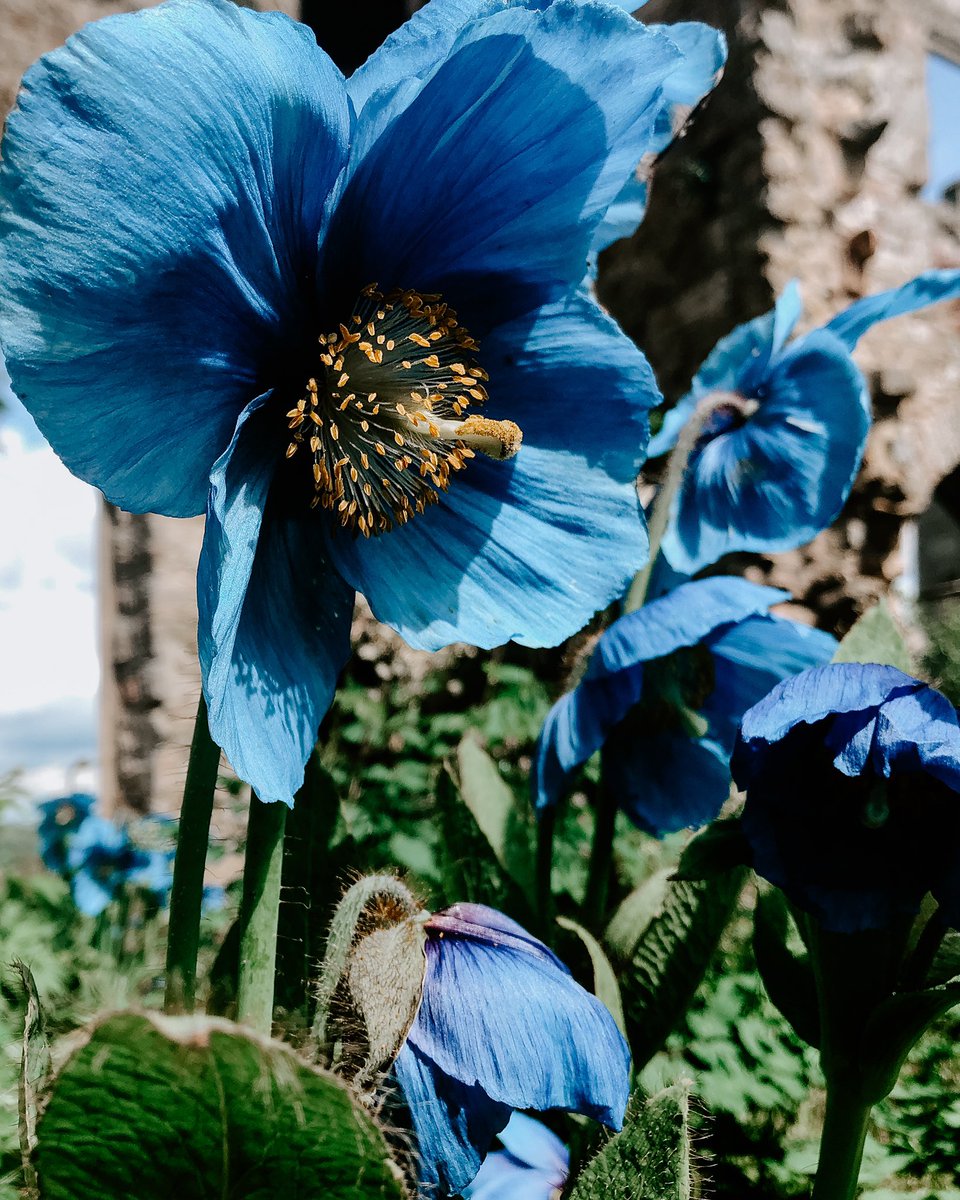 NorthernArtVic's tweet photo. This blue though 😍 I want a garden full of blue poppy thingies now.
#officialname
@lowthercastle https://t.co/6eBIwdO05q