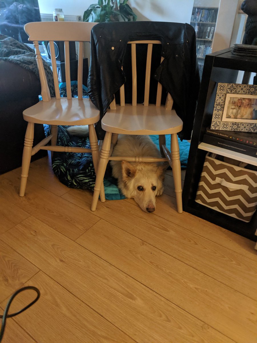 We made a new dog pen so Ciri can be downstairs with us whilst we record the podcast. Here she is attempting to escape...