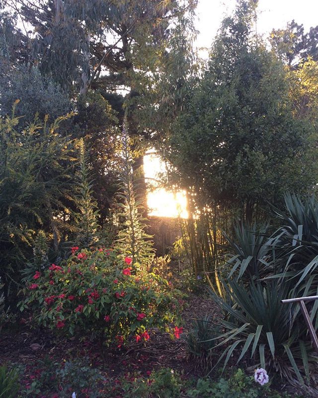 Exoticgardenco's tweet photo. Fading evening light in a garden on the #thesuffolkcoast , #allaboutsuffolk, #RiverAlde.#Iken. https://t.co/3Cak54BNVH https://t.co/rIYyS53qlQ