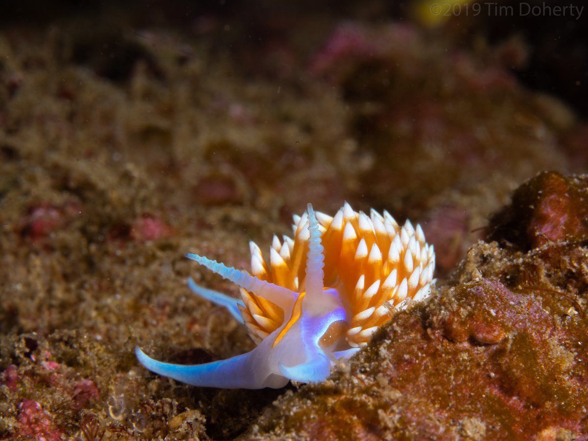 TimCDoherty's tweet photo. Got out diving on Sunday aboard the Spectre dive boat. Conditions weren't great: cold, green, surge and some current, but macro photography is pretty dependable even in the most challenging conditions /1 https://t.co/iVPKoGy5O8