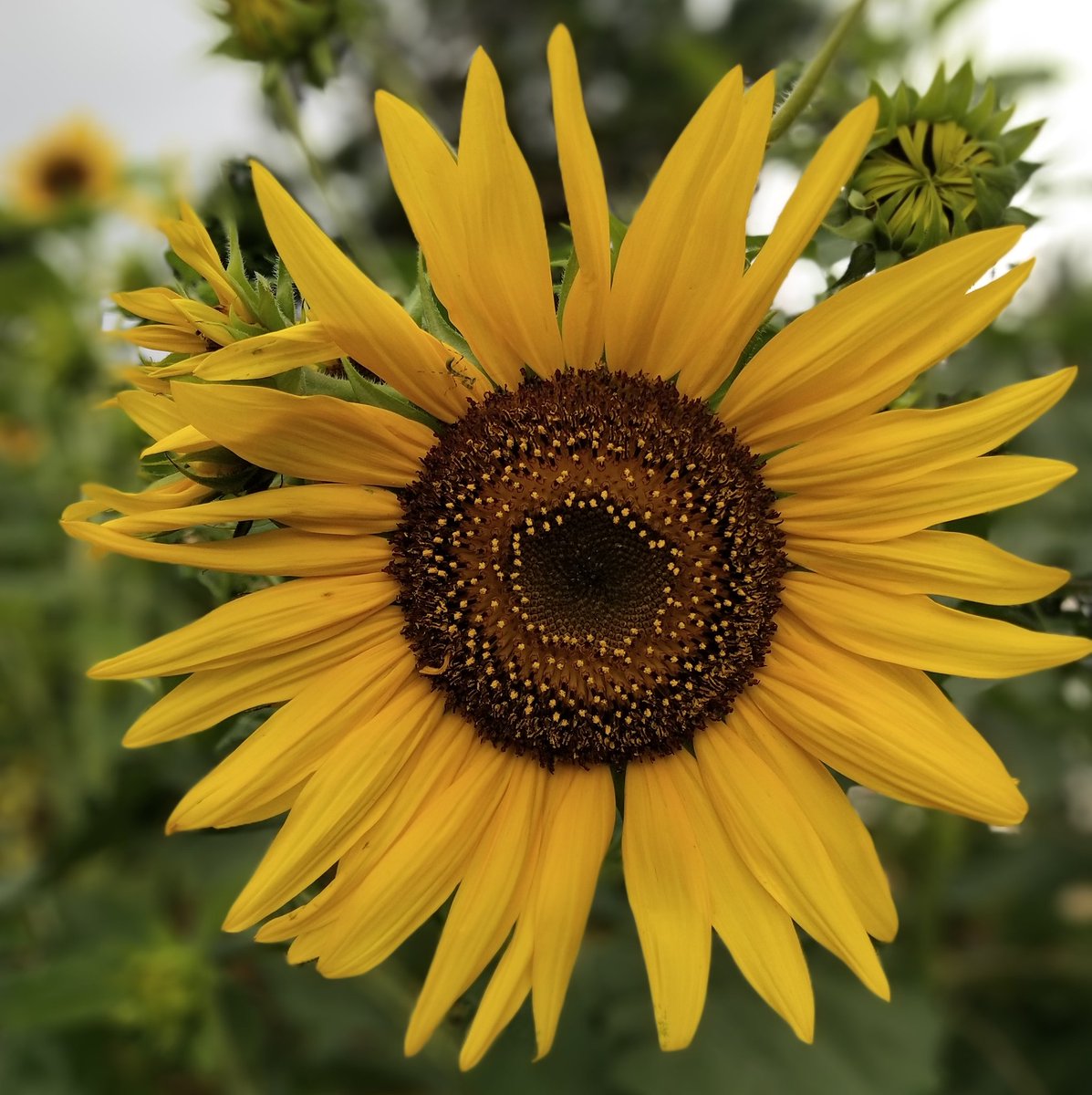 cebucitytours's tweet photo. A beautiful flower for your day... Hope you like it.. https://t.co/xrzW9r8160