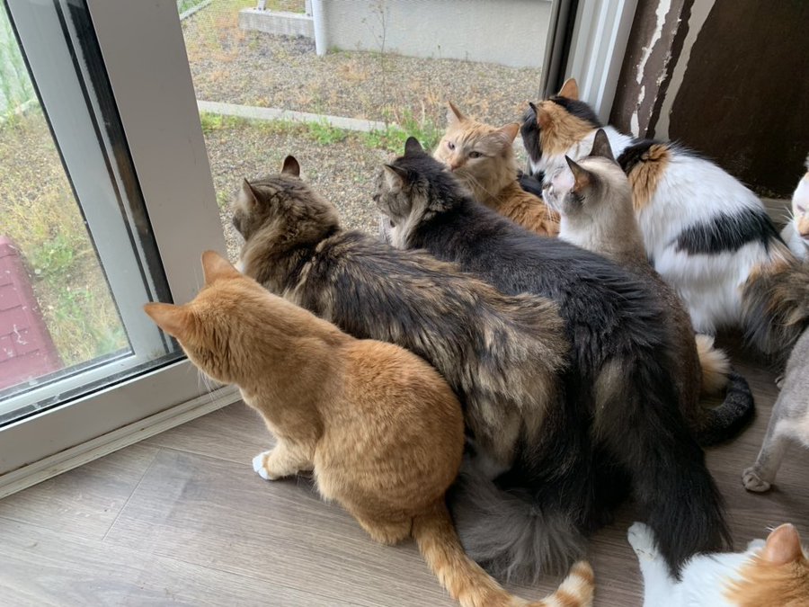 22年版 秋田県でおすすめの猫カフェ4選 かわいい猫がたくさん 猫カフェナビ