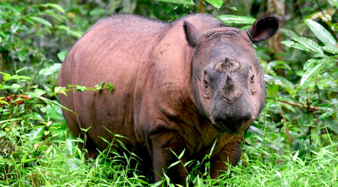 Malaysia's last surviving male #SumatranRhino died on Monday, wildlife officials said, leaving behind only one female in the country and pushing the critically-endangered species, with fewer than 80 left in the world, closer to extinction.